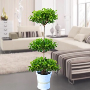 绿植易成活金钱榕盆栽