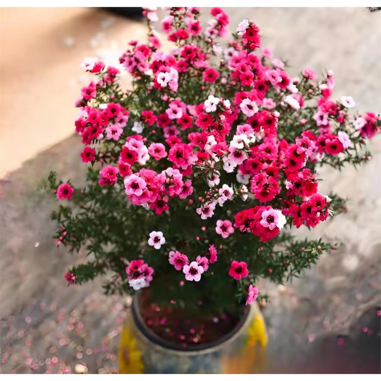 【带花苞】松红梅三色梅澳洲雪花梅室内花卉盆栽一树多色阳台图片