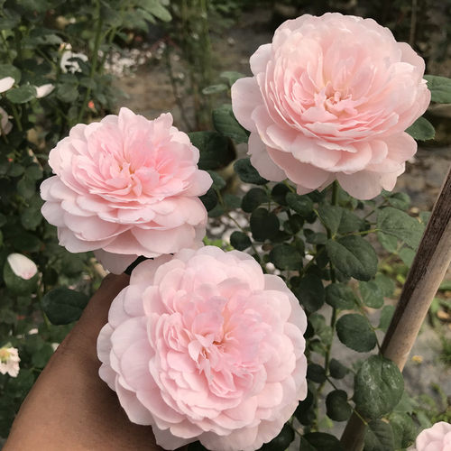 奥斯汀玫瑰花苗四季瑞典女王