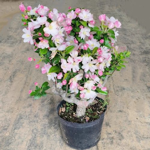 西府海棠花树苗老桩盆景