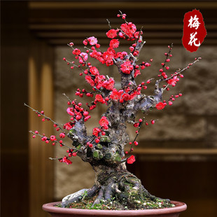 梅花盆栽原生红梅盆景花卉植物苗腊梅树冬季 耐寒花苗老桩室内好养