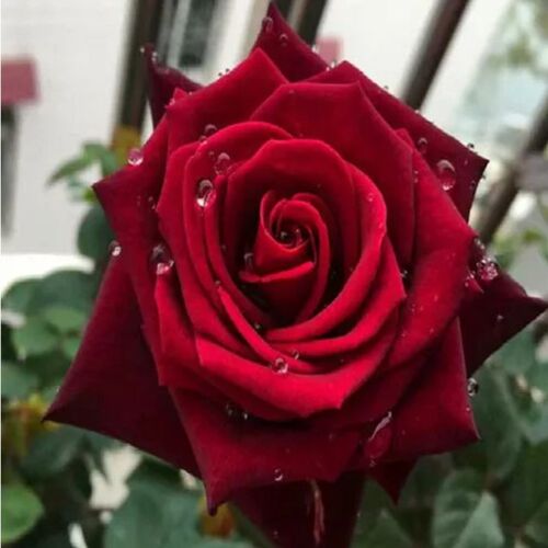 玫瑰花红玫瑰庭院四季