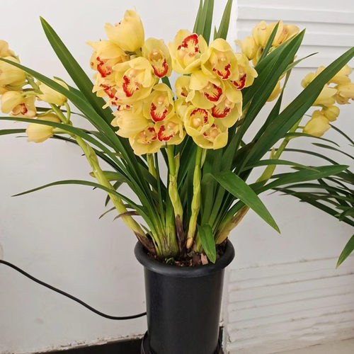 大花蕙兰桌面好养年宵花卉