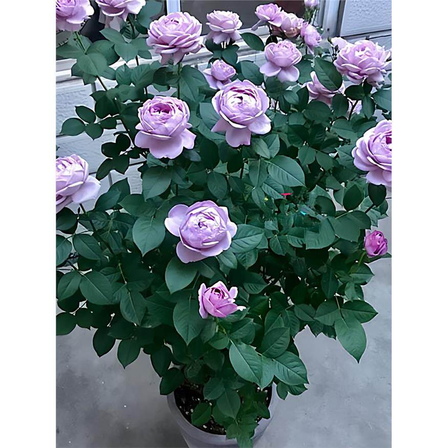 蓝色风暴棒棒糖玫瑰花树苗盆栽树状月季四季阳台庭院室内花卉植物