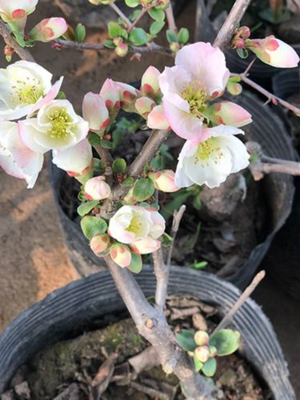 新品种海棠花盆栽室内外种植耐寒植物四季开花庭院彩玉海棠花树苗