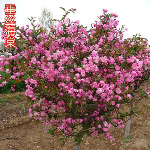 绚丽海棠花垂丝庭院阳台