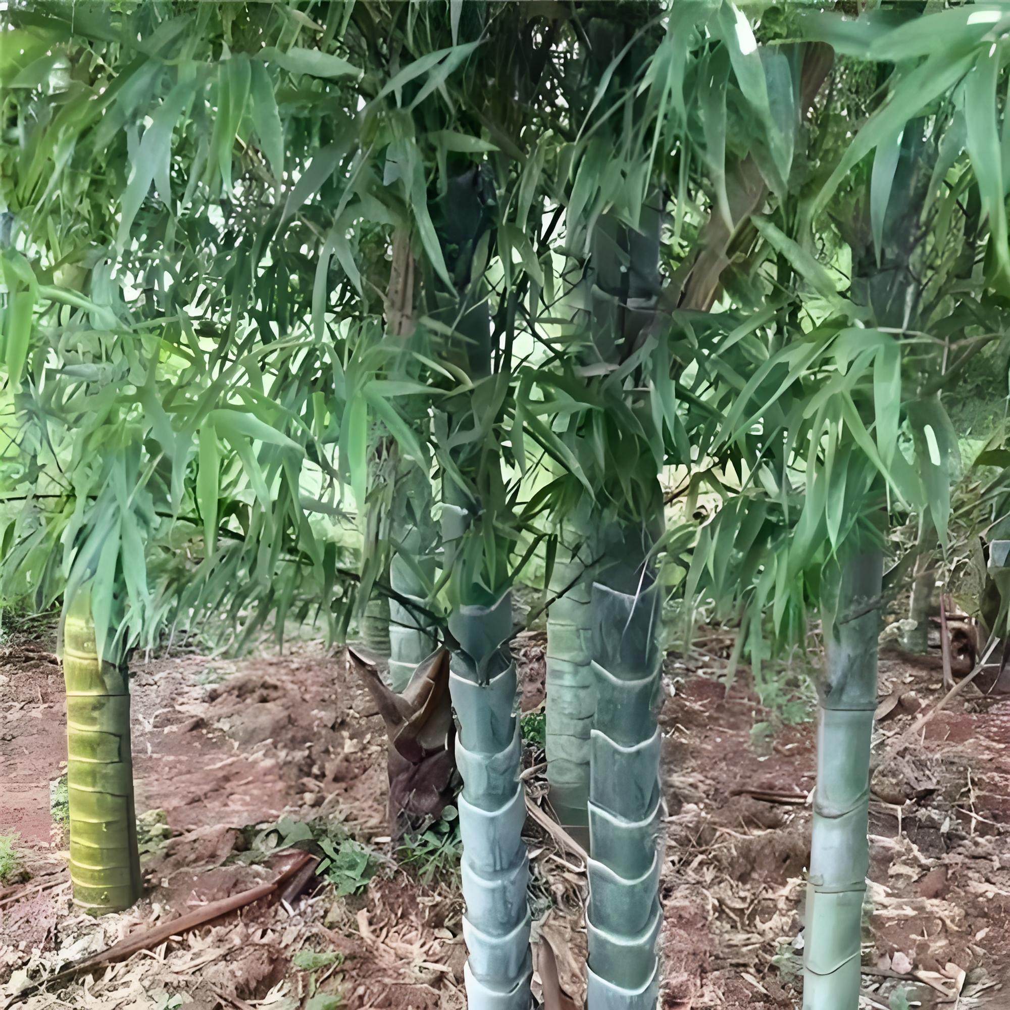 庭院四季常青别墅绿植盆栽