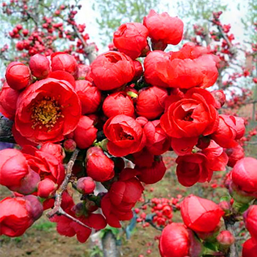 海棠花长寿冠木本多季花耐寒