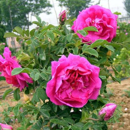 玫瑰花苗大马士革玫瑰平阴玫瑰月季花苗花卉浓香盆载植物