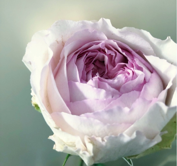 伊芙幻塔索斯月季花苗盆栽特大花浓香伊芙系列阳台庭院四季玫瑰花