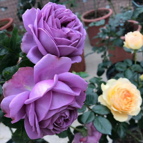 绿植阳台微蓝玫瑰盆栽月季花苗