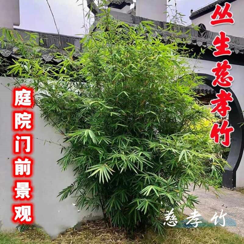 慈孝竹苗连体庭院户外观赏竹