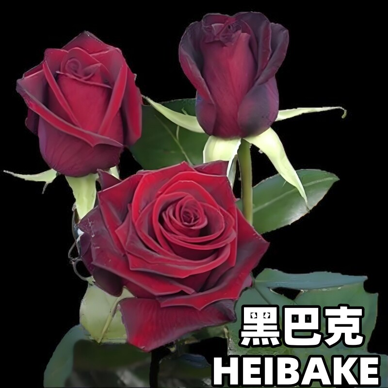 黑巴克切花玫瑰月季花苗盆栽庭院阳台四季好养丝绒暗红色花卉绿植