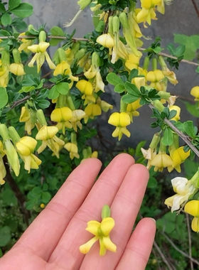 食用春季开花黄金雀阳台庭院种植