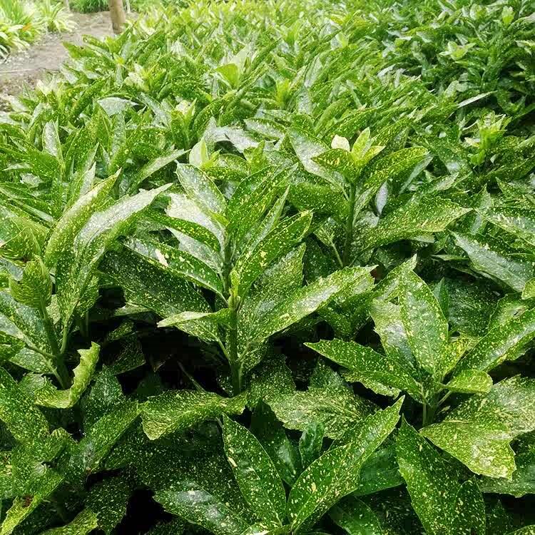 洒金珊瑚花叶青木东瀛珊瑚树苗图片