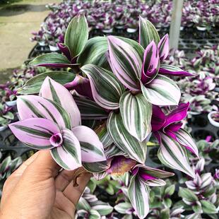 胭脂云多肉绿植物油画婚礼吊兰紫露草锦室内桌面盆栽垂吊观叶花卉