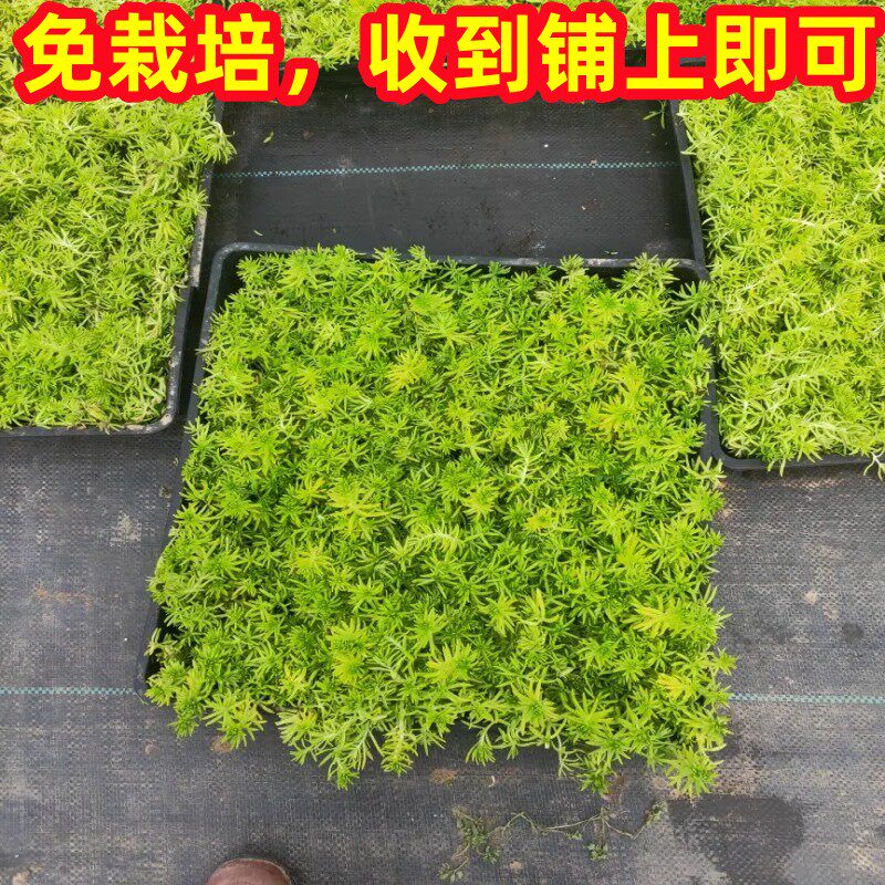 黄金佛甲草苗日本矮麦冬草苗中华景天耐寒地被覆盖植物草皮绿化苗图片