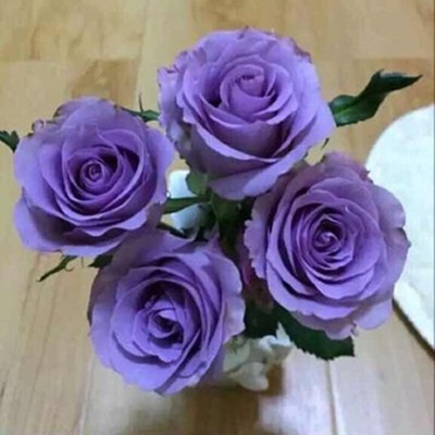 喝彩日月新品切花月季浓香