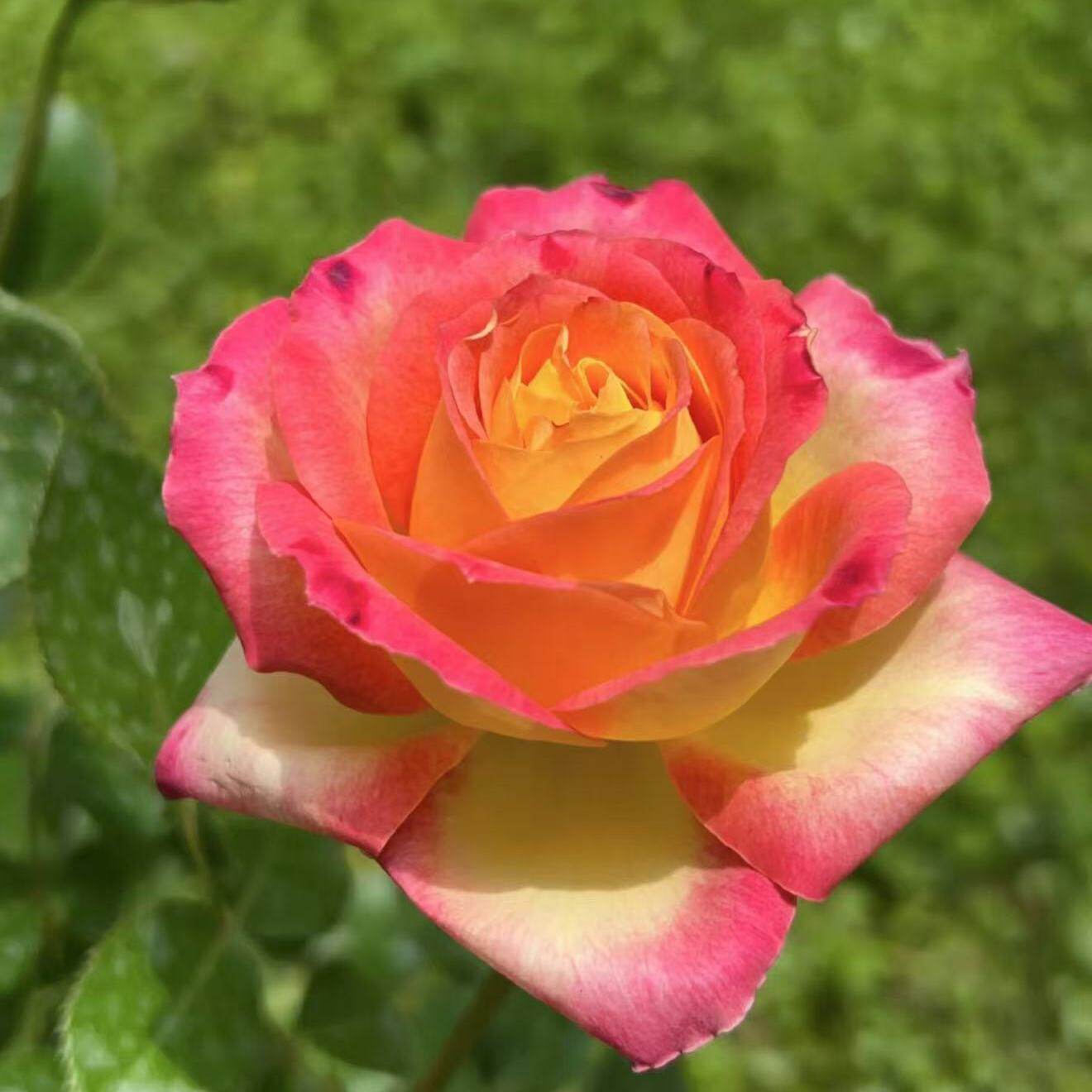 爱与和平/东方快车 月季花苗直立灌木大香抗性阳台庭院盆栽花卉