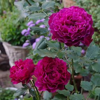暮光之城豐花月季花苗