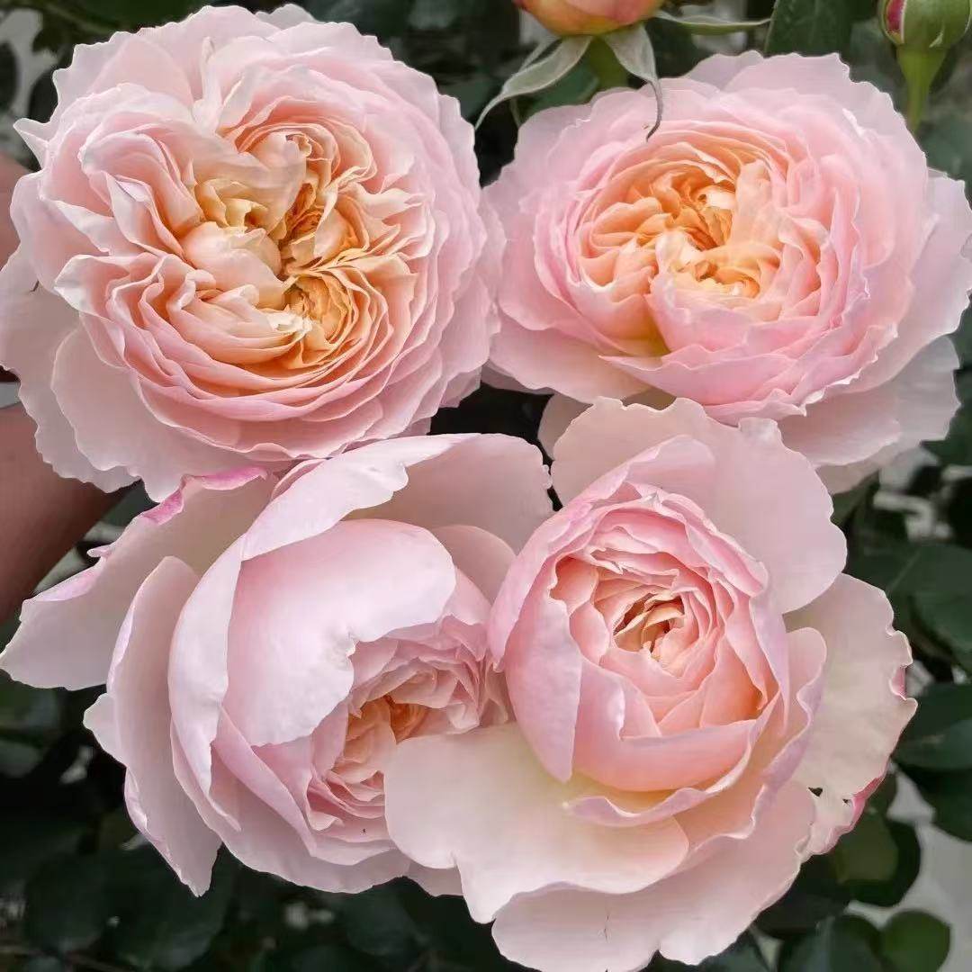 新品 【巴黎月光】 月季花苗灌木大花切花绿植花卉盆栽阳台庭院,鲜花速递/花卉仿真/绿植园艺,月季/蔷薇/玫瑰,淘宝优惠券,粉丝福利购,淘宝优惠卷