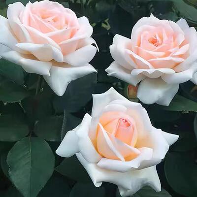 花园宝藏月季 灌木大花强香 直立勤花抗病 长势强壮