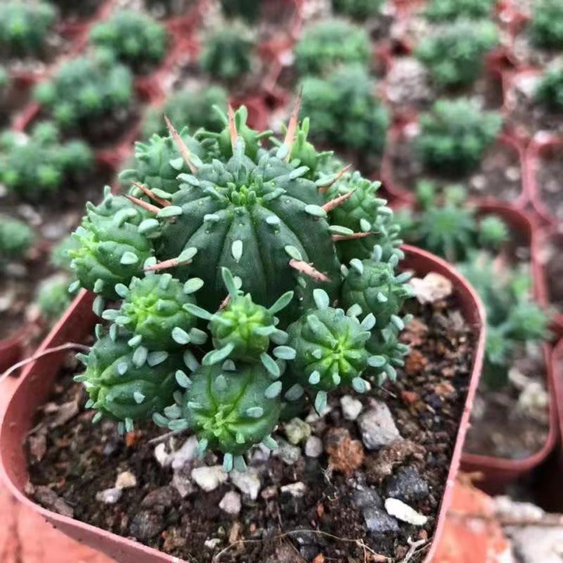 火麒麟实生金虎仙人球多肉植物办公室内电脑四季盆栽含盆带土栽好