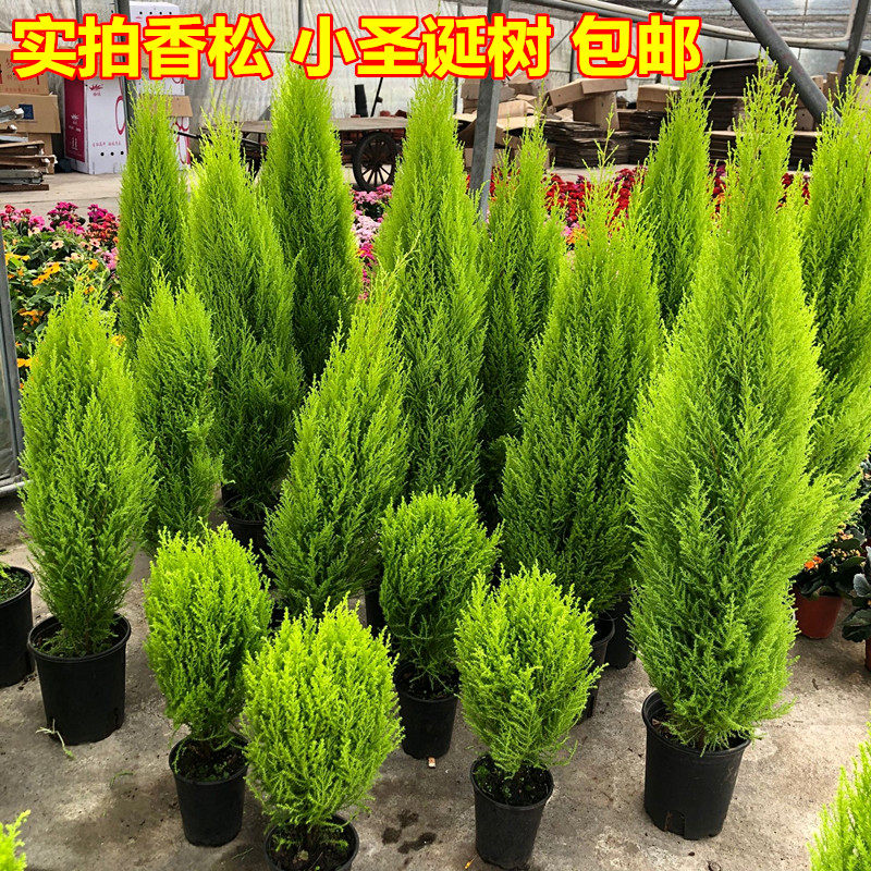 香松盆栽室内小圣诞树棒棒糖植物