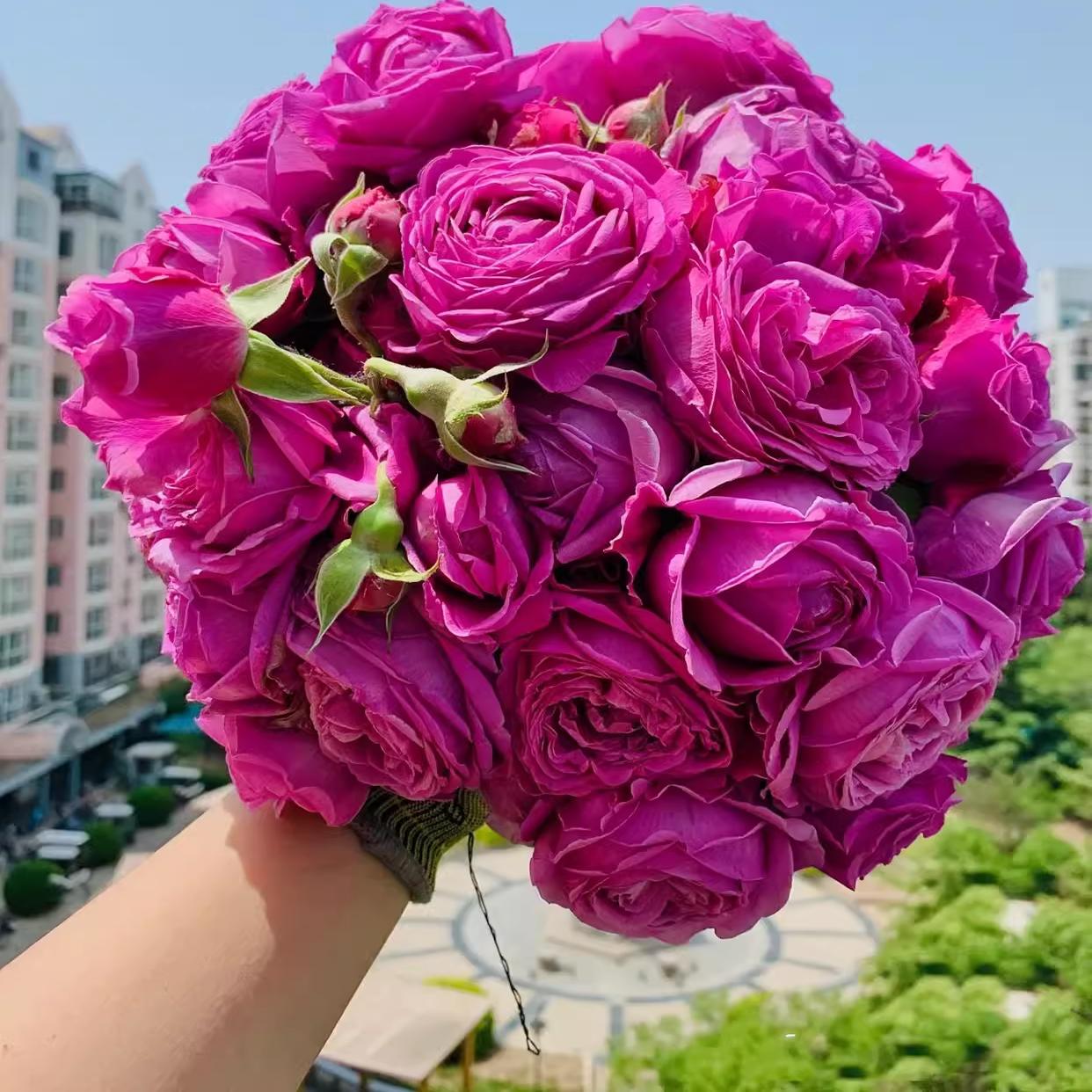 怀旧优雅月季花苗灌木大花包子型玫瑰阳台