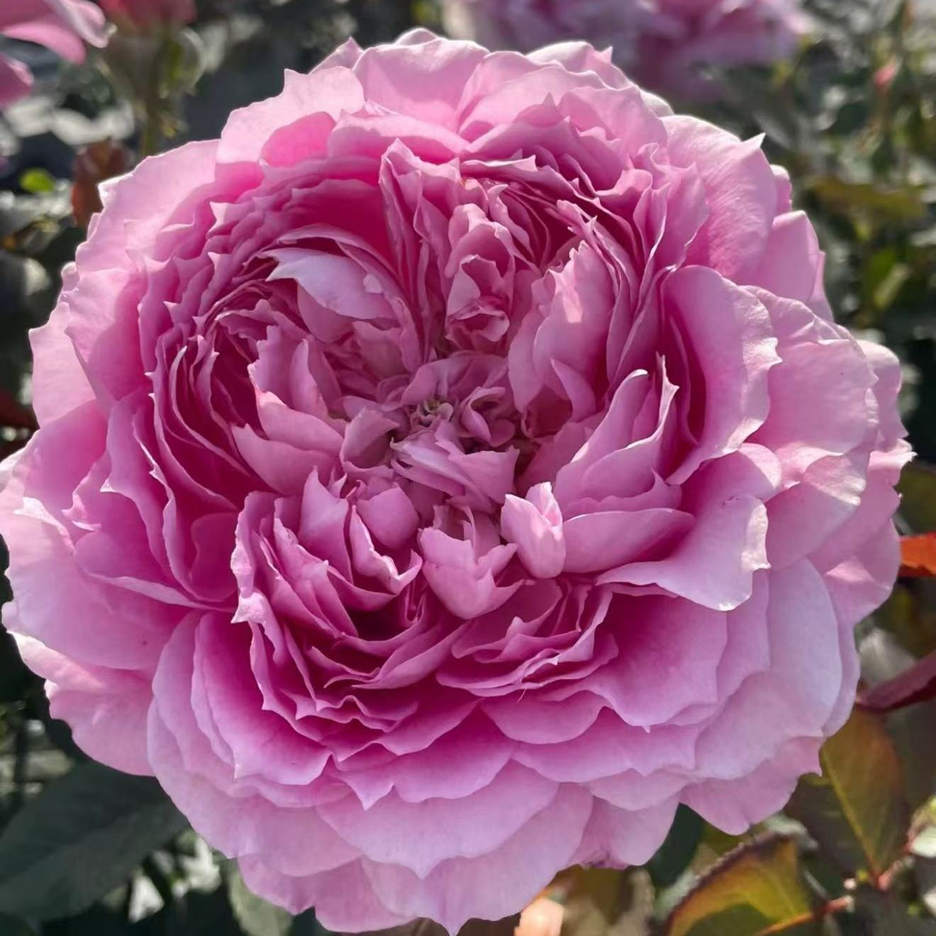 超新品仙姬月季灌木粉色大花玫瑰浓香耐热庭院阳台盆栽多季开花