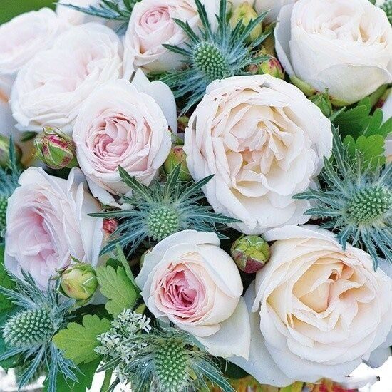 茴香酒夫人 大花浓香月季花直立性好花期切花灌木阳台盆栽