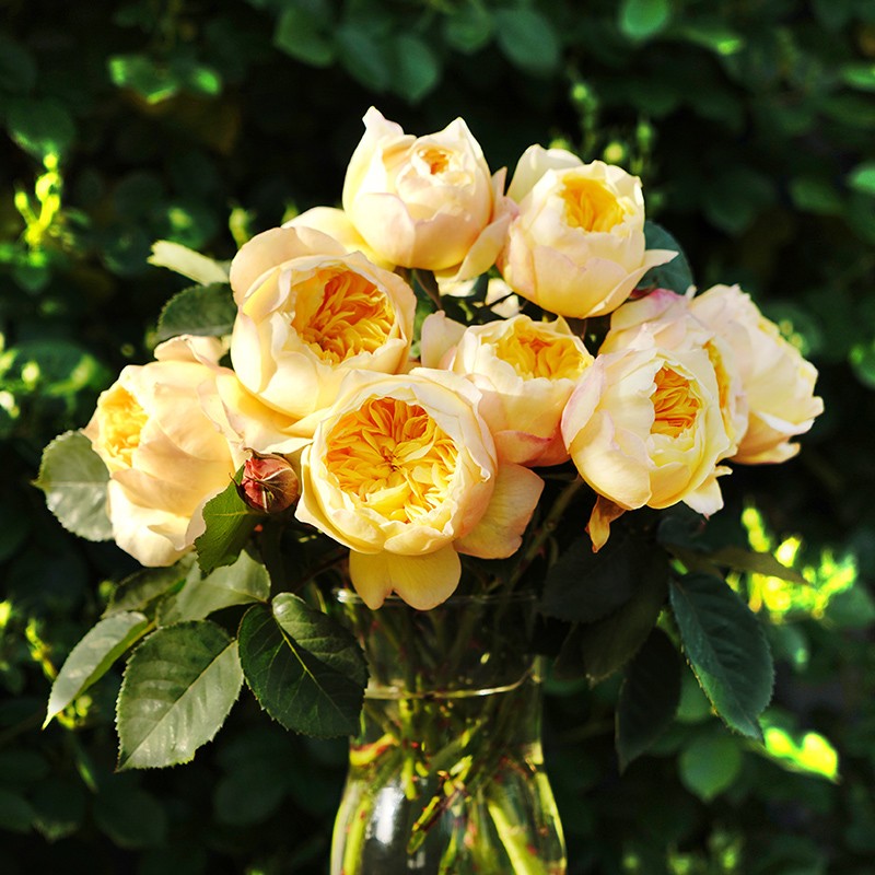 雀啾自育月季玫瑰多季开花