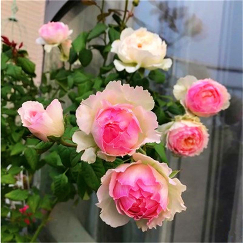 月季花苗藤本灌木特大花
