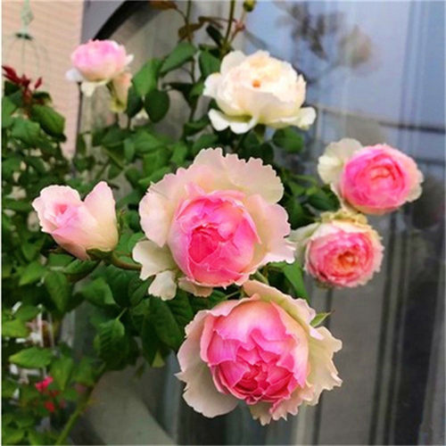 月季花苗藤本灌木特大花