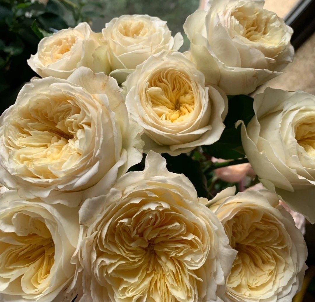 新品月季|皇家园林 荷兰vip玫瑰 单头玫瑰月季扦插小苗,鲜花速递/花卉仿真/绿植园艺,月季/蔷薇/玫瑰,淘宝优惠券,粉丝福利购,淘宝优惠卷