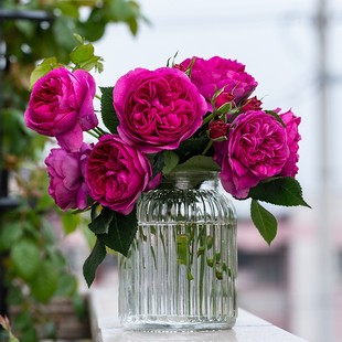 慈萱 月季玫瑰 多季浓香灌木月季花卉盆栽阳台庭院