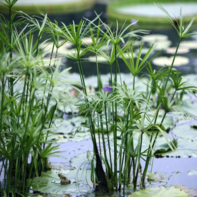 水生水培植物龟水竹盆栽水棕竹鱼缸水池塘 旱伞草风车草苗