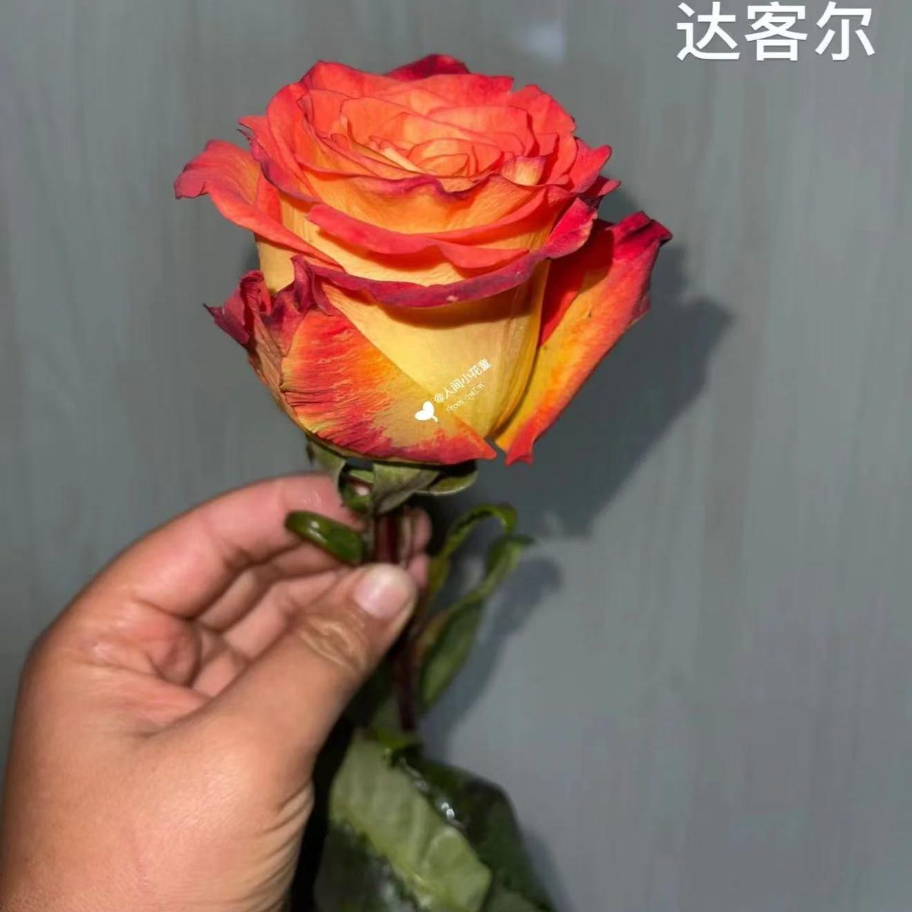 超新品达喀尔月季灌木大花庭院阳台盆栽多季开花切花玫瑰