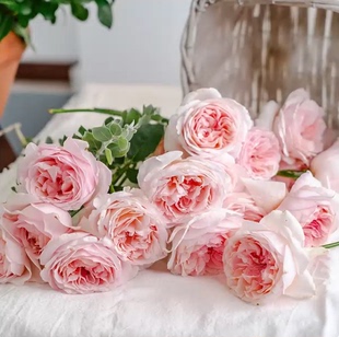 环佩月季 国月 灌木大花浓香 浅粉色 直立 勤花 抗病 多季 长势快