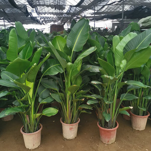 天堂鸟盆栽室内大型植物鹤望兰鲜花客厅办公室净化空气家居真绿植