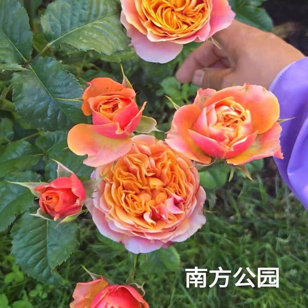 南方公园 月季花苗 重瓣多头直立勤花切花玫瑰庭院阳台盆栽