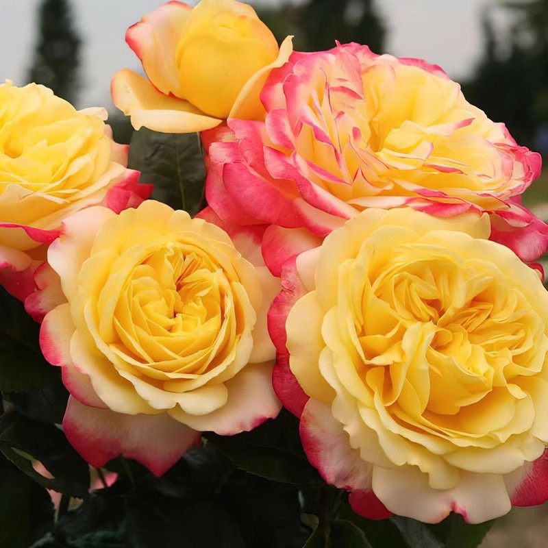 科德斯庆典月季 灌木大花切花中香盆栽庭院多季开花抗病勤花,鲜花速递/花卉仿真/绿植园艺,月季/蔷薇/玫瑰,淘宝优惠券,粉丝福利购,淘宝优惠卷