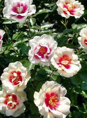 公牛的眼睛/靶心Bull's Eye眼睛牙白/紫色中心英国灌木月季盆栽