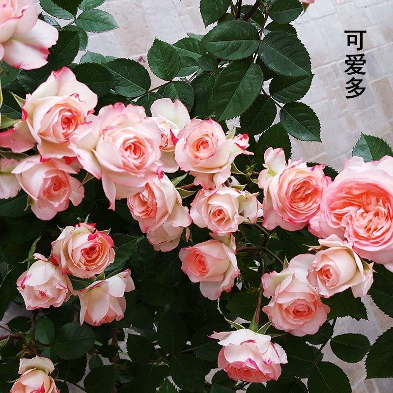 丰花月季可爱多微月阳台花卉抗病性好盆栽庭院地栽绿植带土发货