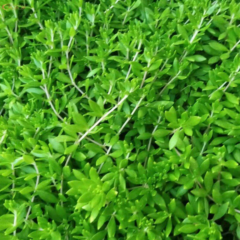 可食用药用垂盆草苗易爆盆观赏四季常绿养肝护肝植物垂盆草盆栽