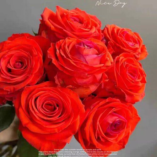 新品 落霞 月季花苗 大花重瓣灌木直立勤花切花玫瑰庭院阳台盆栽