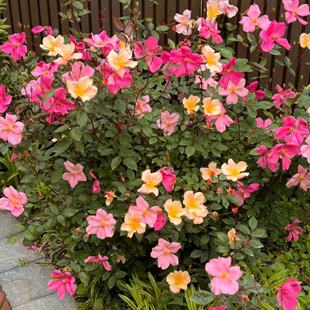 蝴蝶 古老月季花长势快阳台盆栽庭院地栽花卉