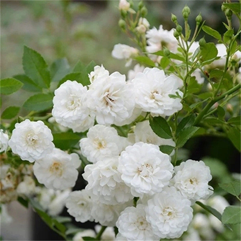 月季花苗藤本灌木特大