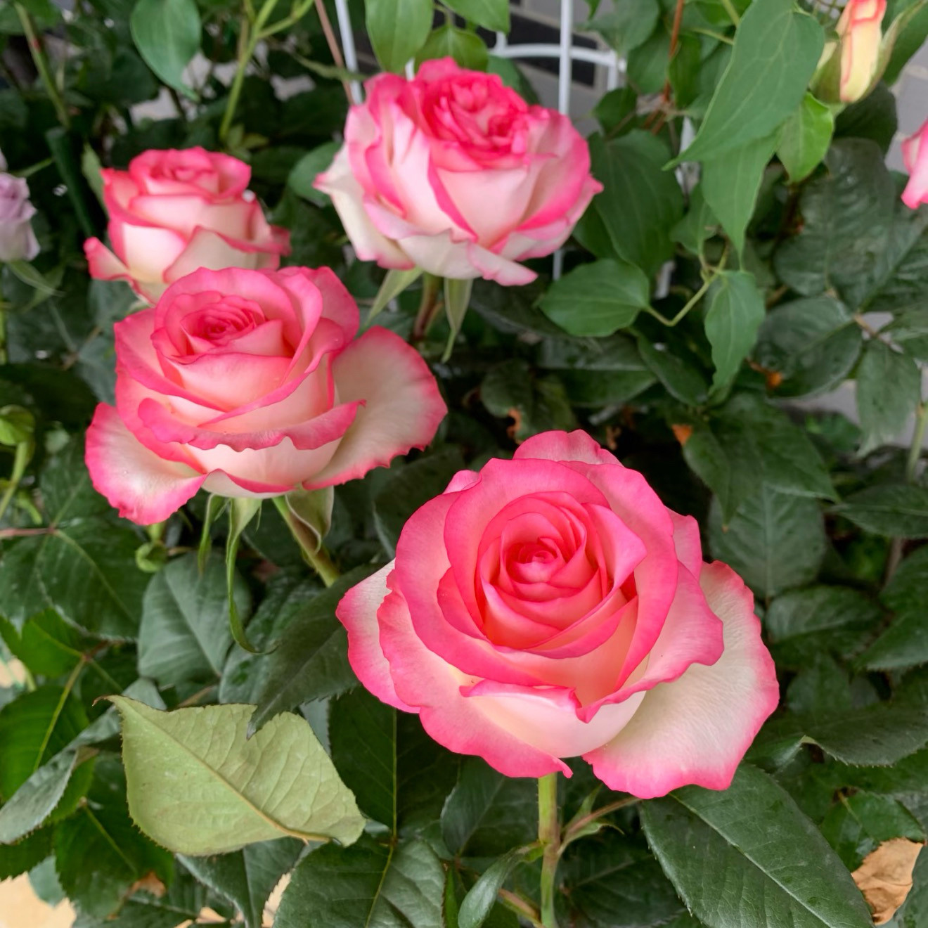 艾莎玫瑰苗大花月季花苗玫瑰扦插