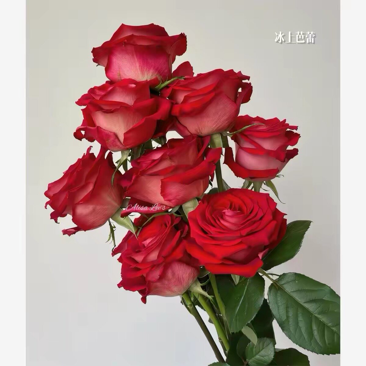 冰上芭蕾小苗帝王系列复色大花